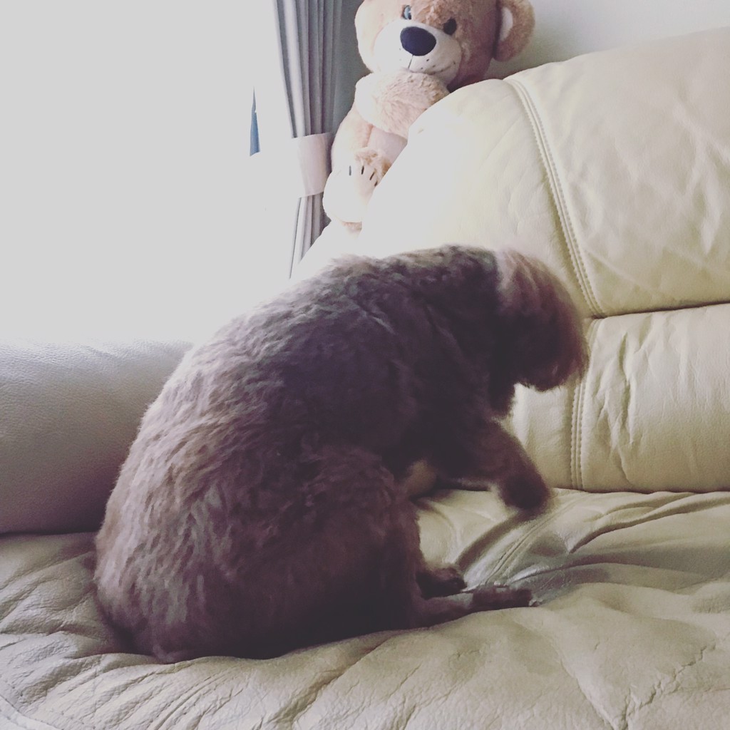 チャチャジュン