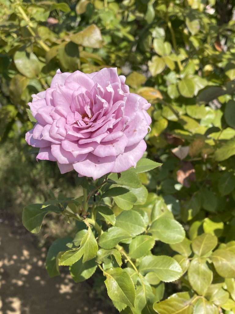 しーちゃんママ