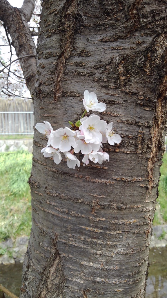 sakura
