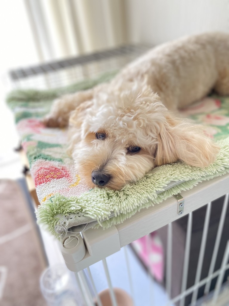 RUDY