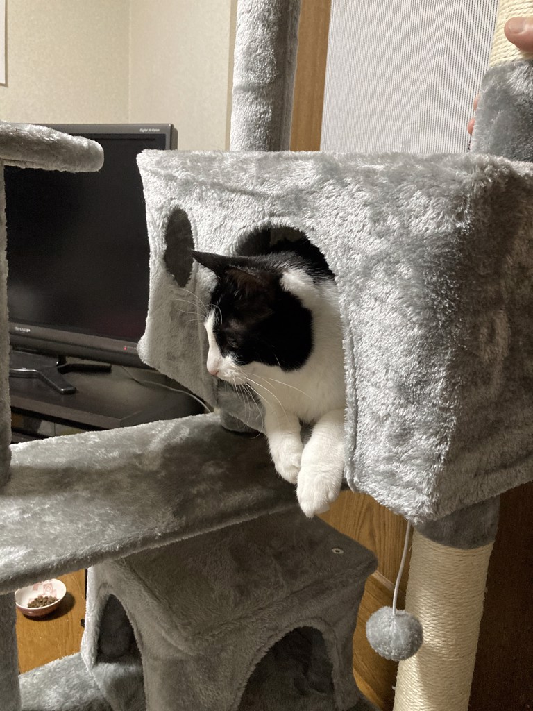 マルラムレオメイ