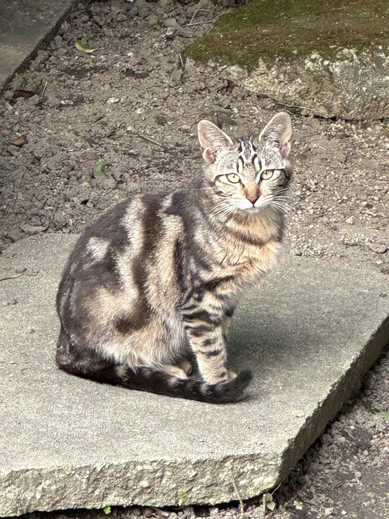 マイクちゃん