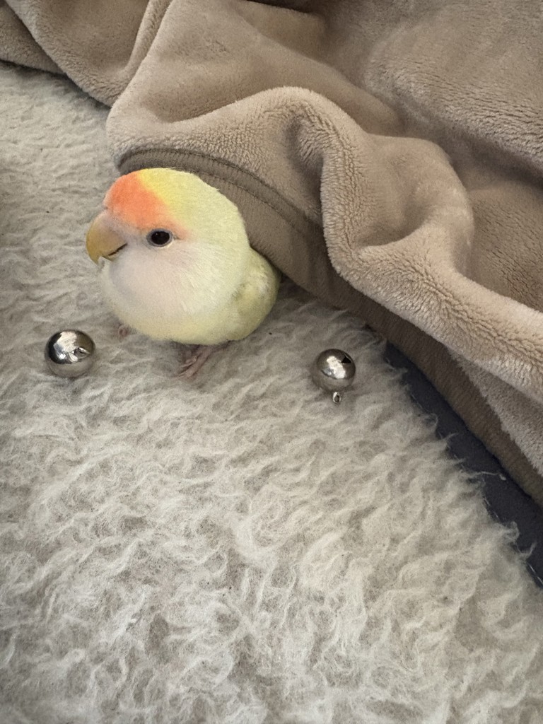 ユーザーアイコン