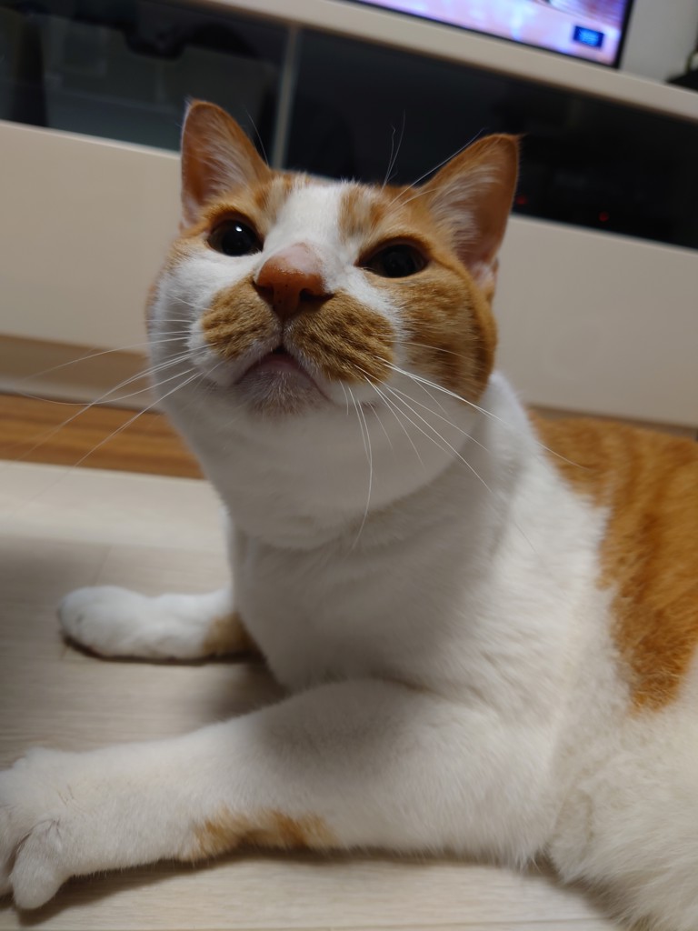 福ちゃま