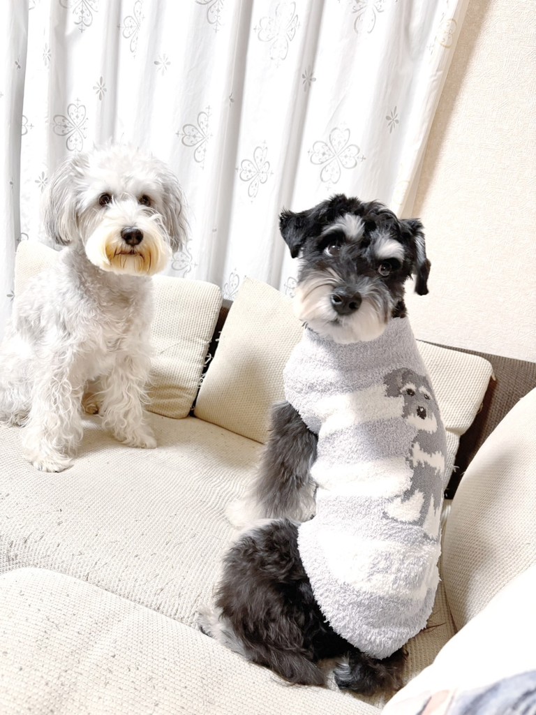 CAT&DOG】ベビモコシュナウザージャガードプルオーバーの口コミ一覧