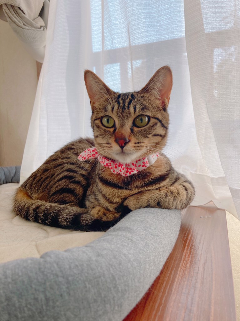 すかーれっと
