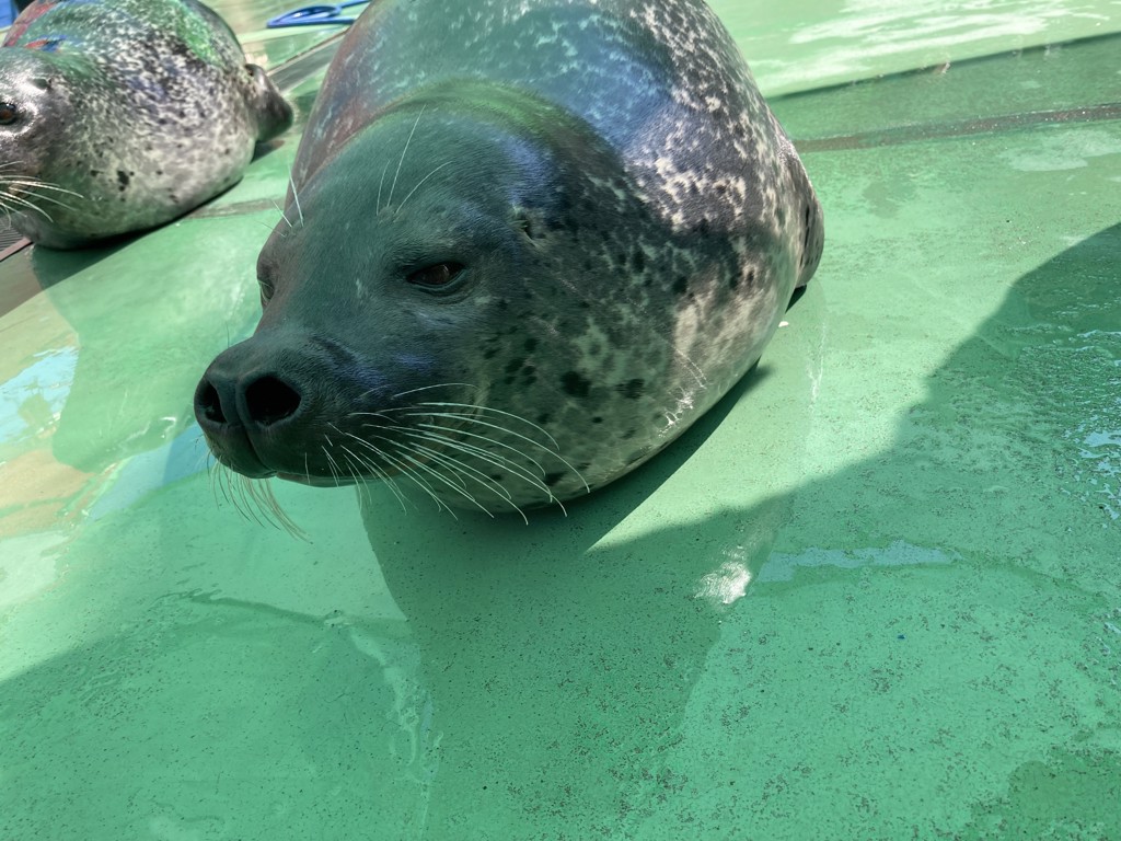 はちみつもち