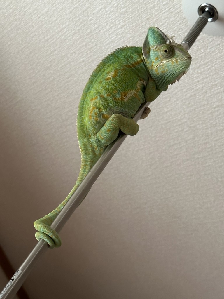 まりごろう