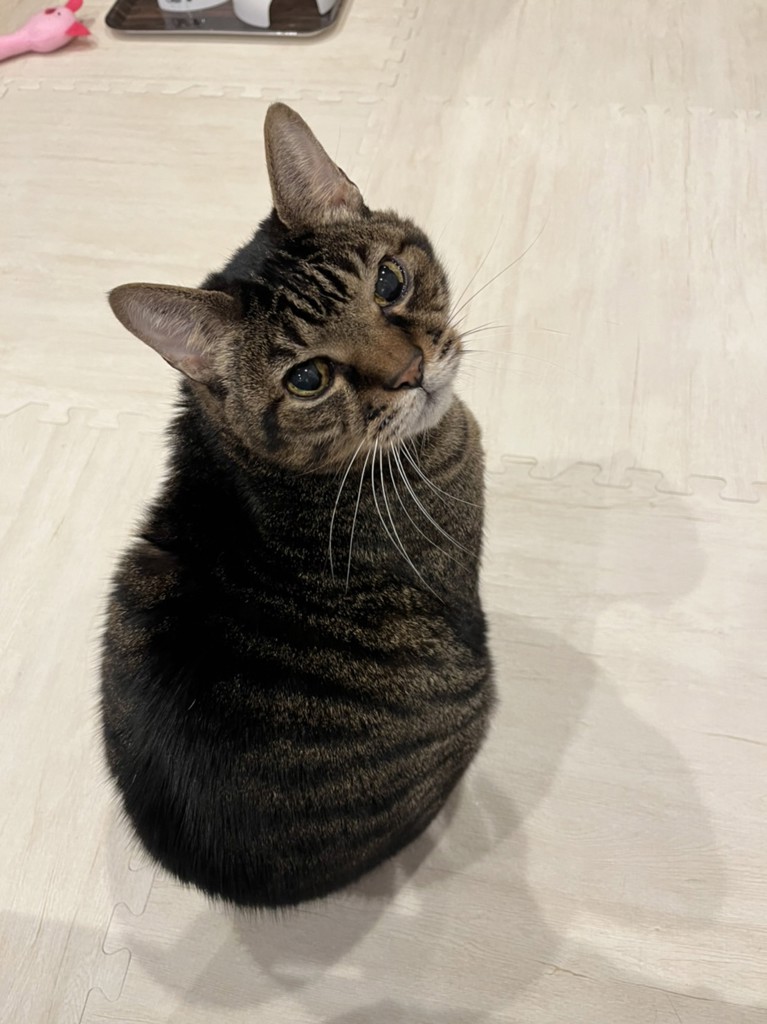 ニッシー