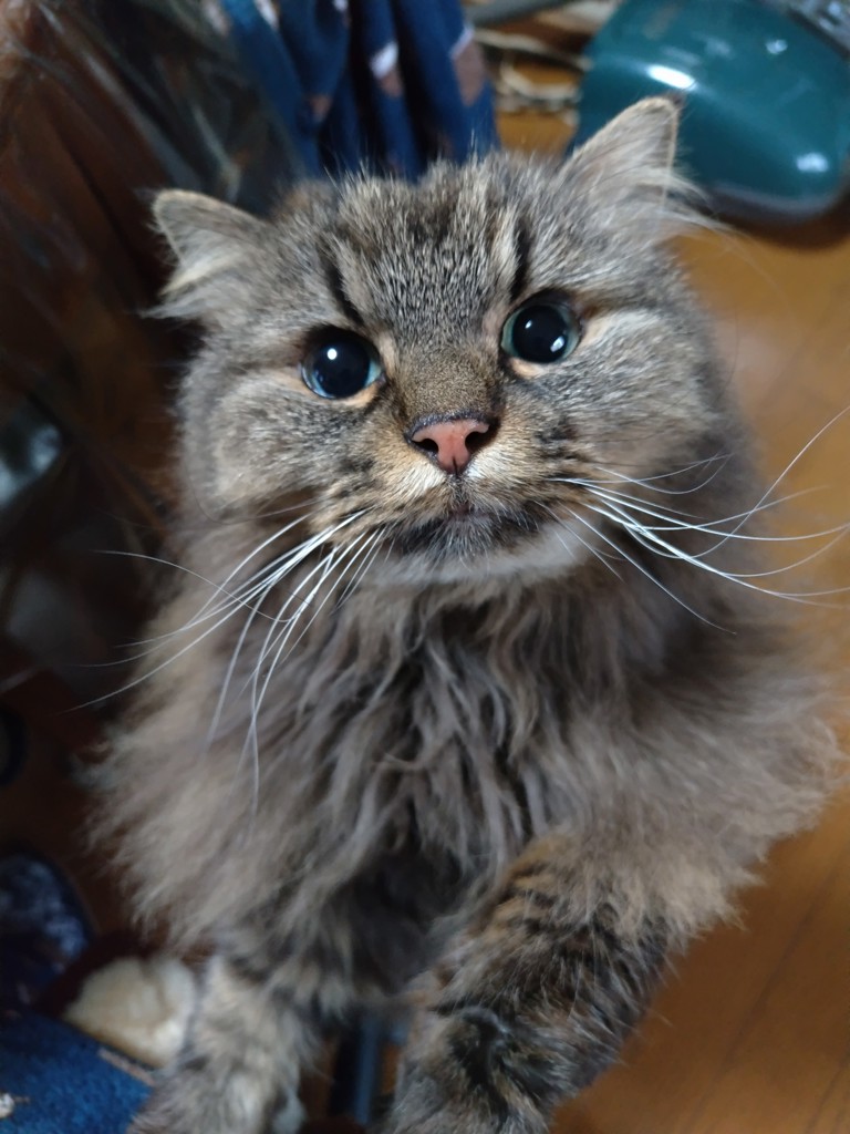 キキのオカン