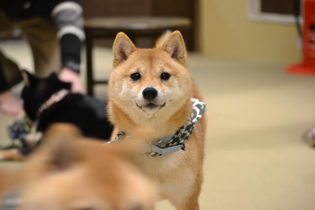 ちりぬるを