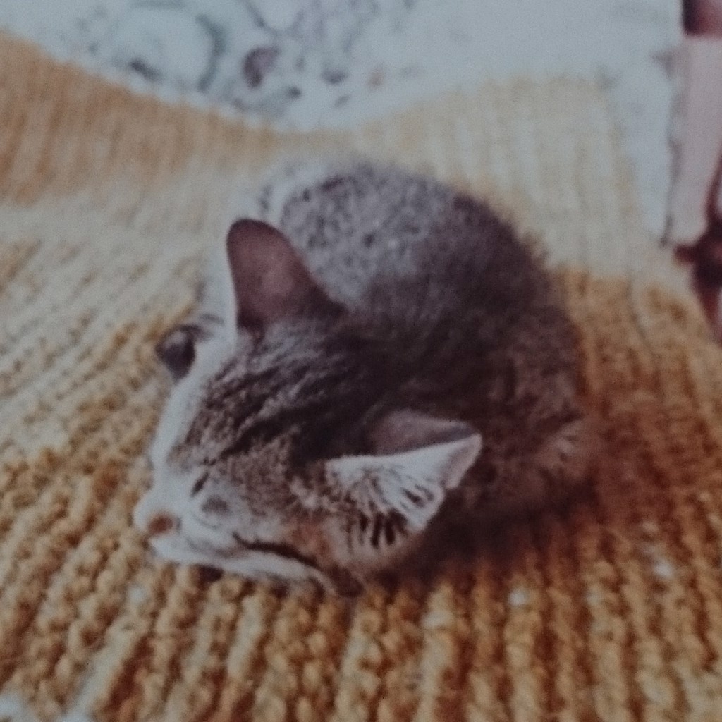 ミニミケ