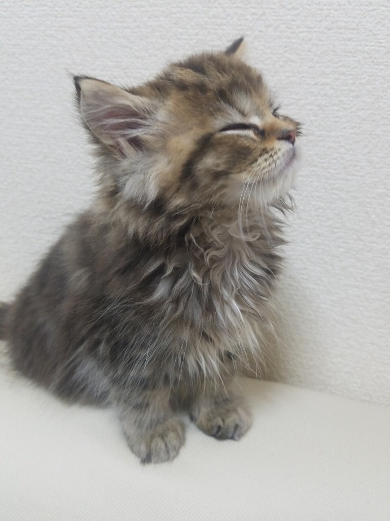 すみちゃん