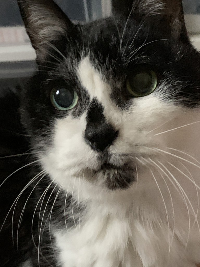 ユーザーアイコン