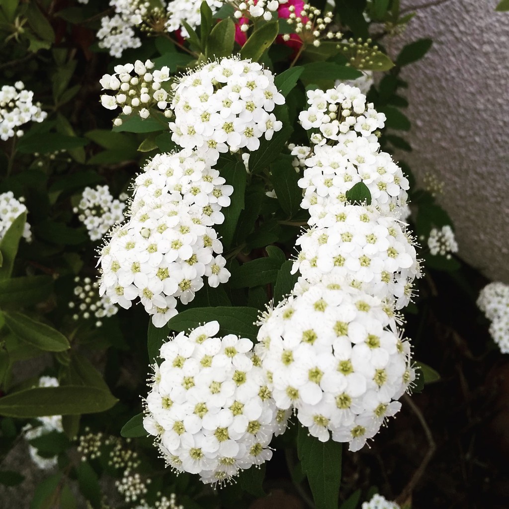 はなこむぎ