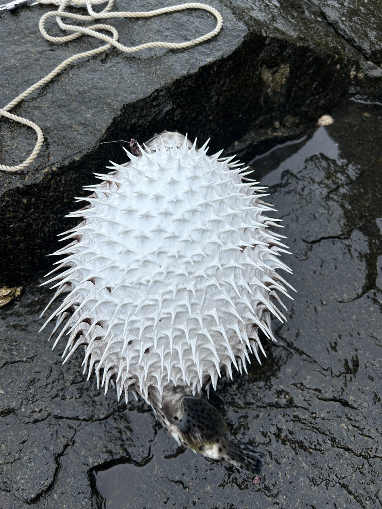 石鯛太郎