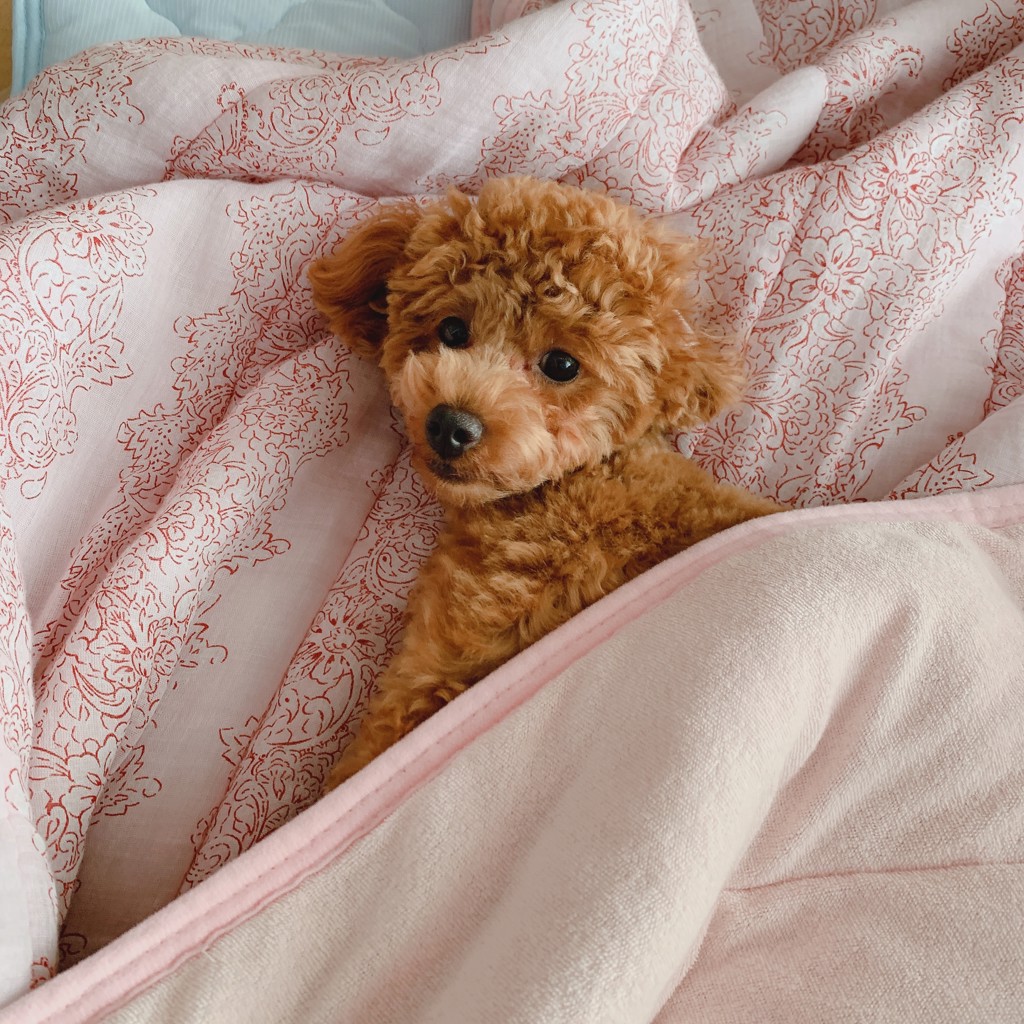 ジェラール・ピケピケ