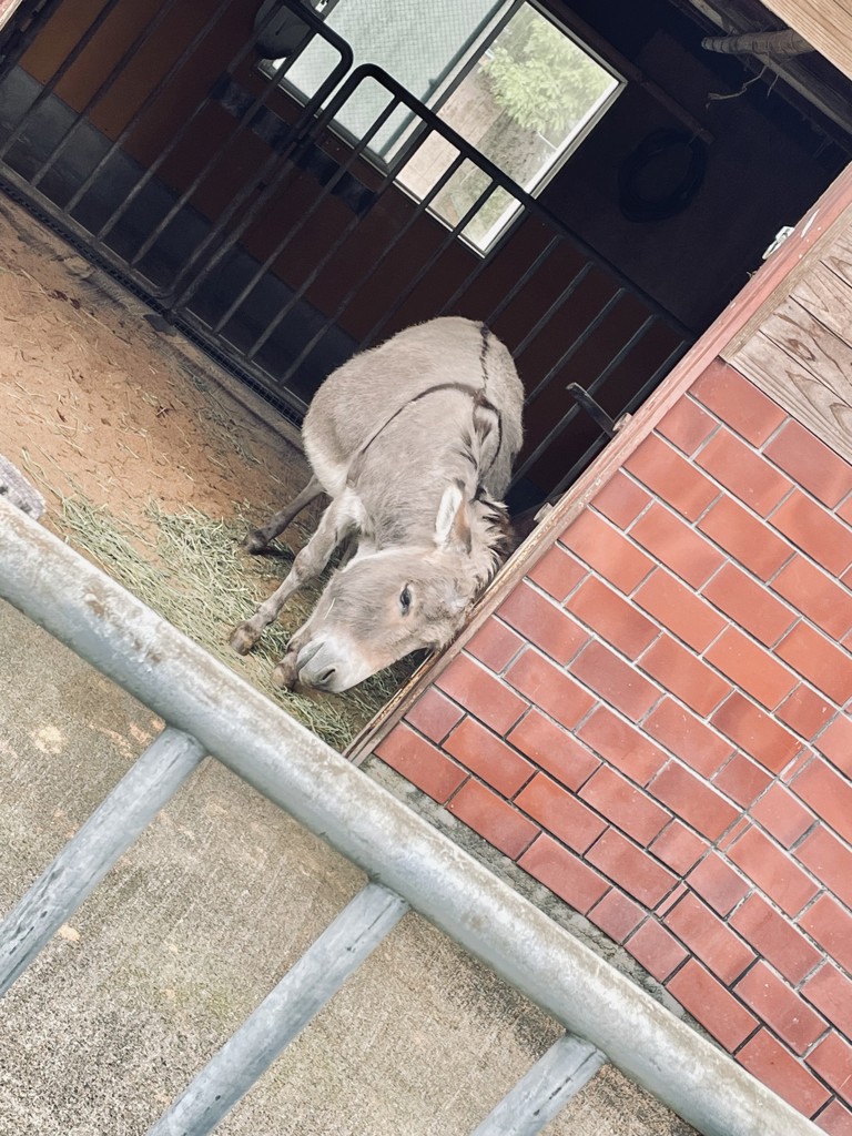 ちぇだ