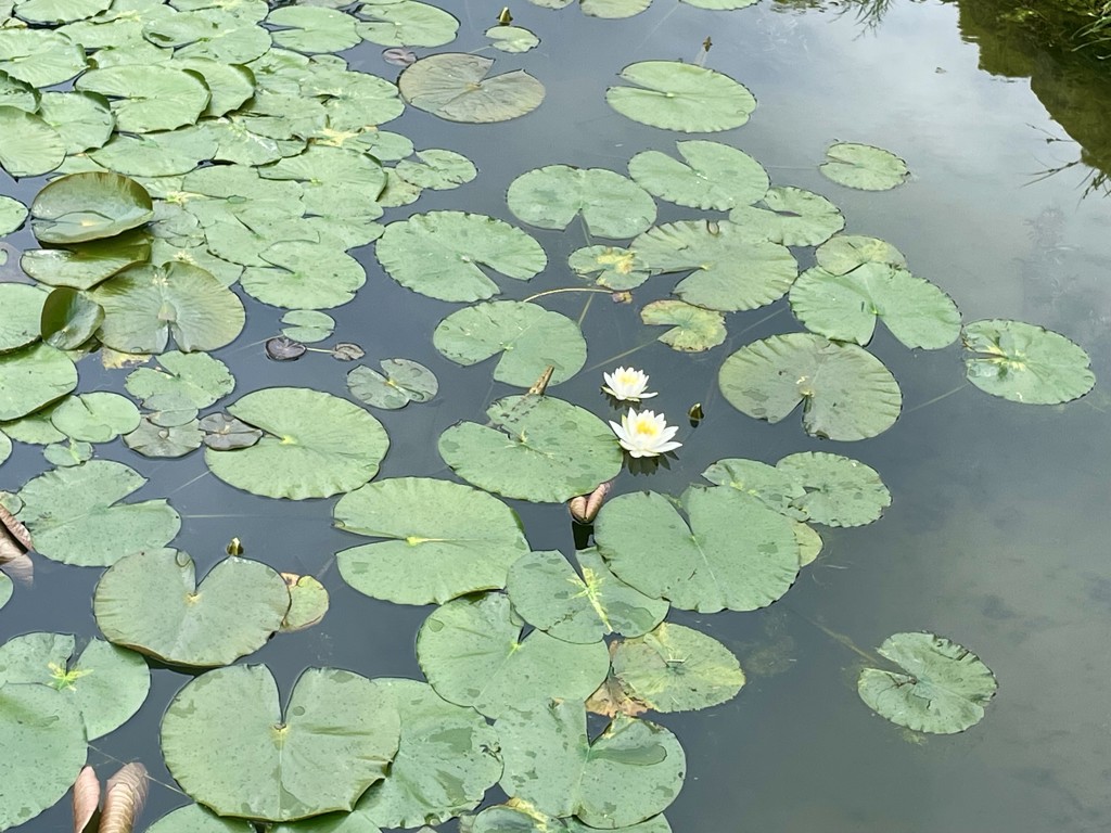 あんず