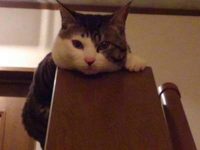 こてっちゃん