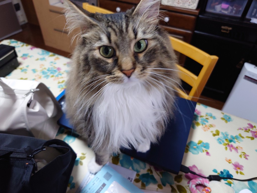 mimi