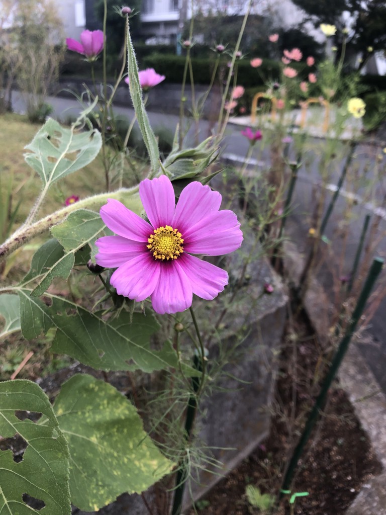 SUKALA】バックフレアタンク(Sサイズ ローズコッパー・チョコレート