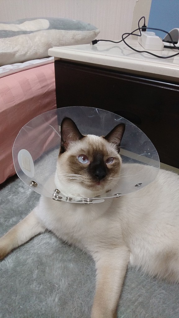 モート