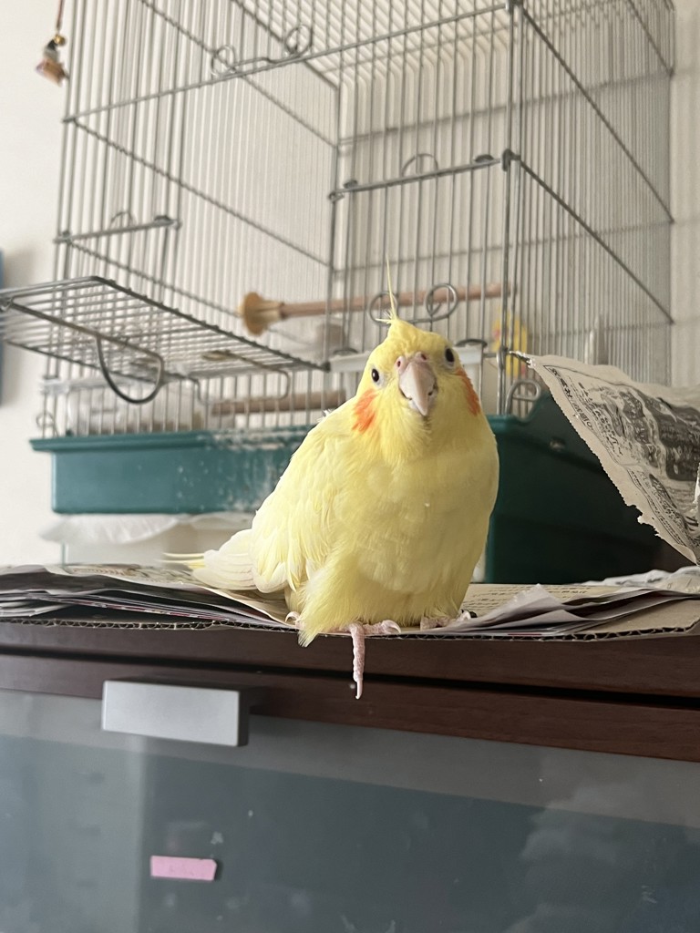 pompom