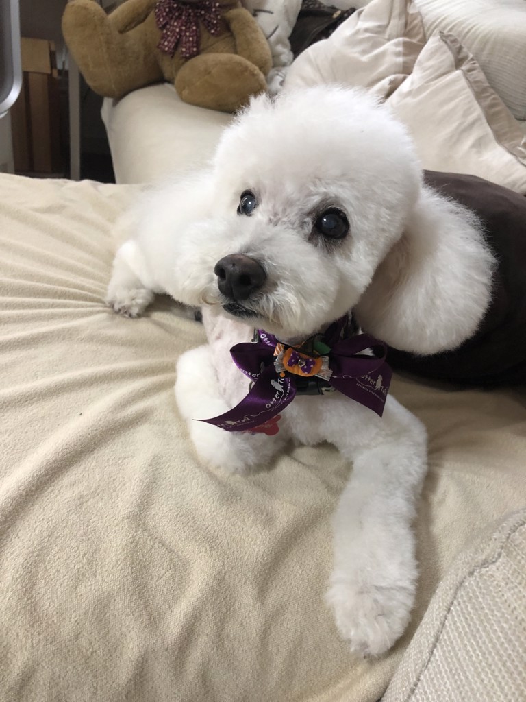 みーこ