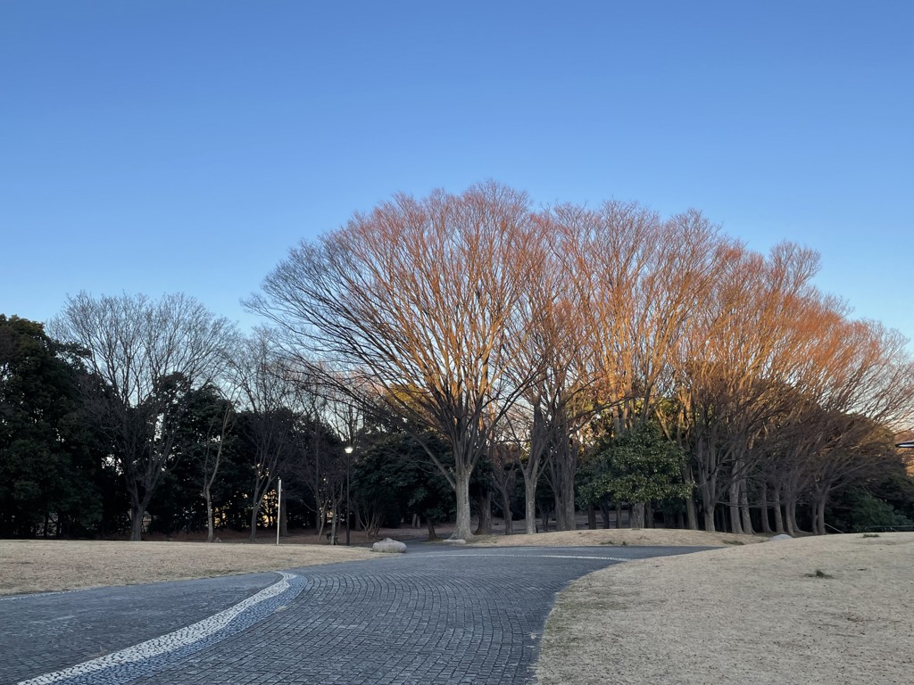 たま