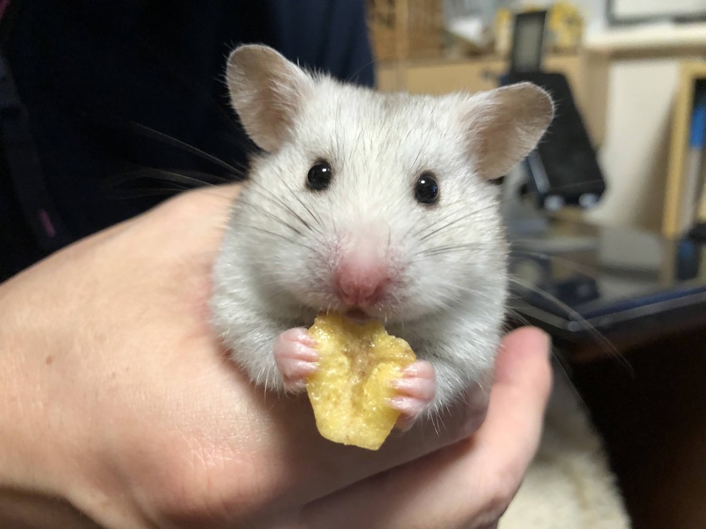 さとみ