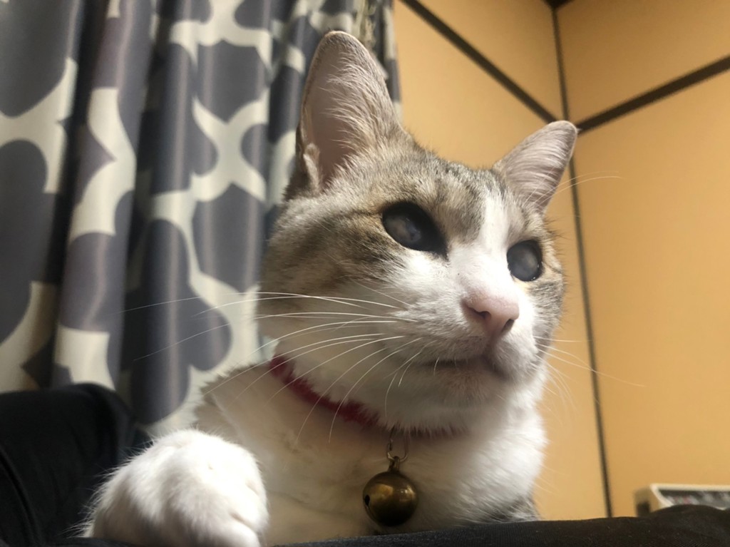 マダムN
