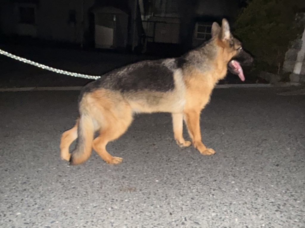 ブリーダー】プロプラン 全犬種 全年齢用 パフォーマンス サポート