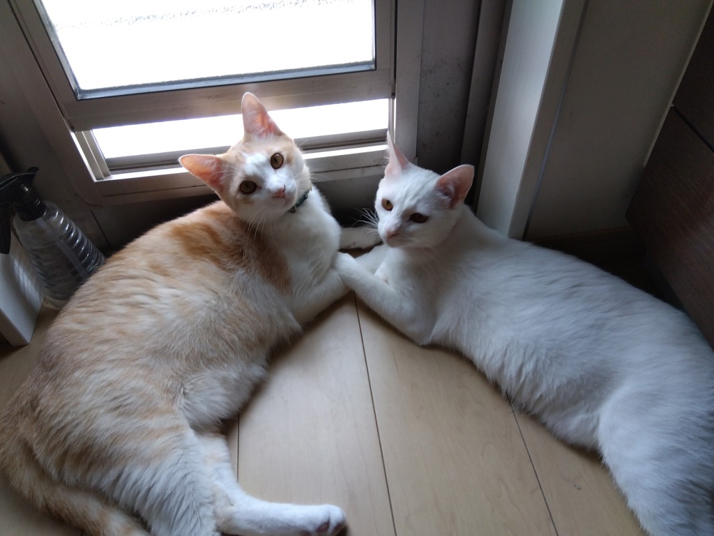 りんたろう