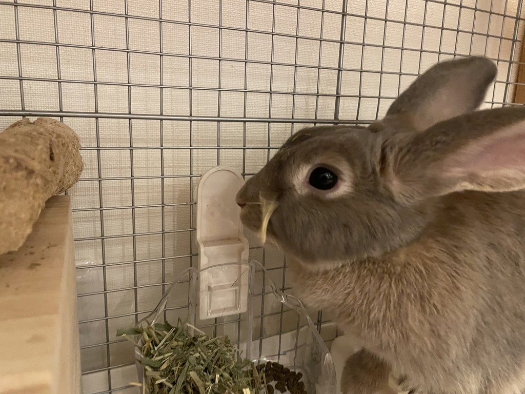 うらん