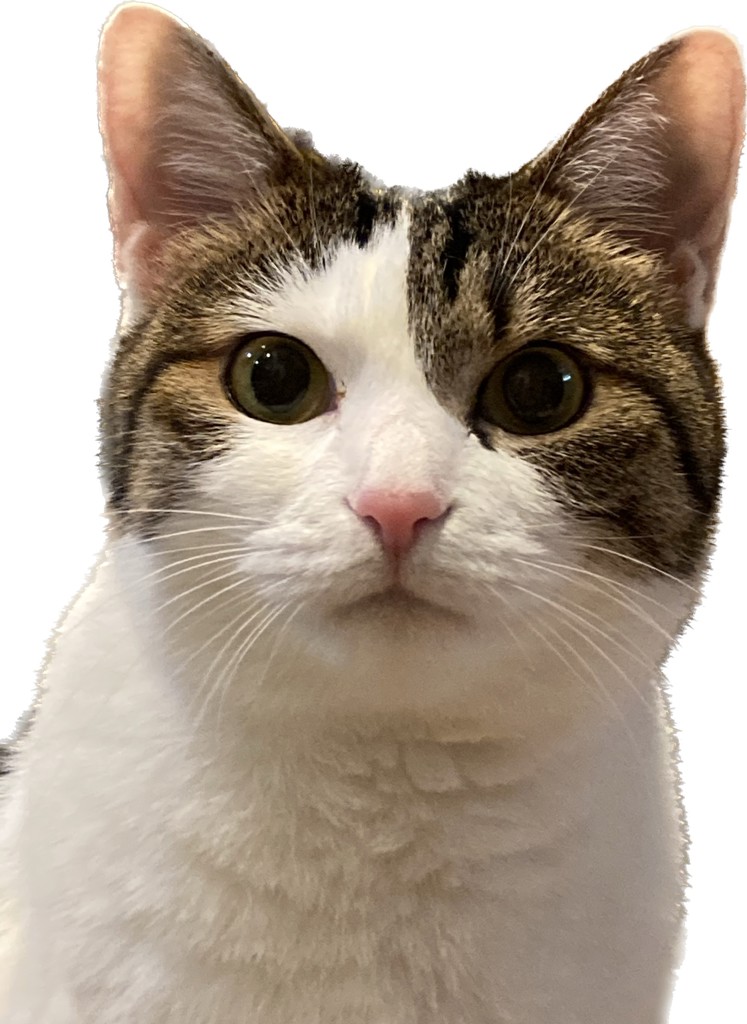 ちー