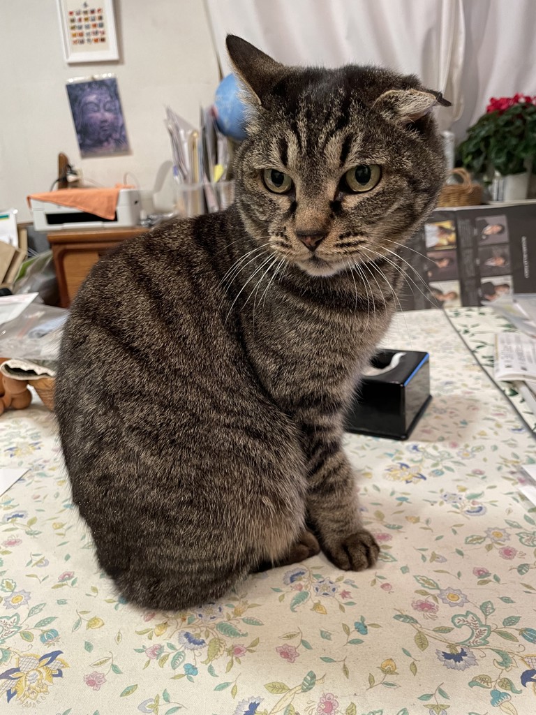 どら猫ゴロ