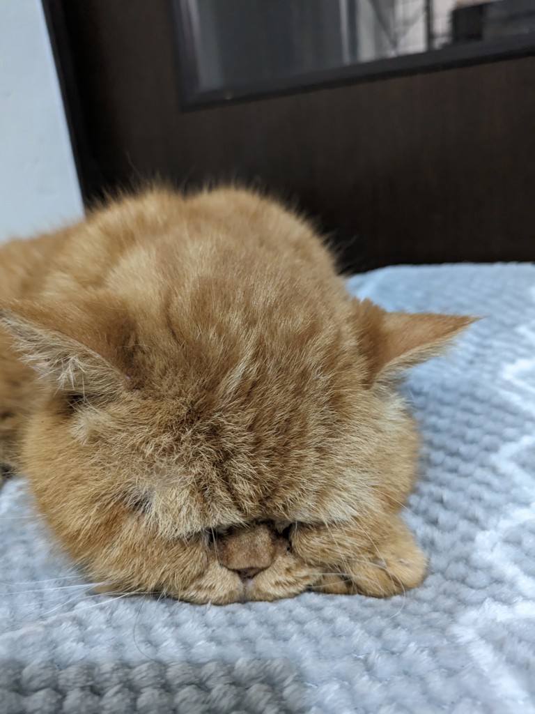 ユーザーアイコン