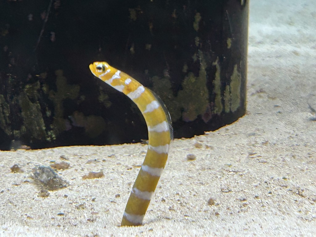 もち