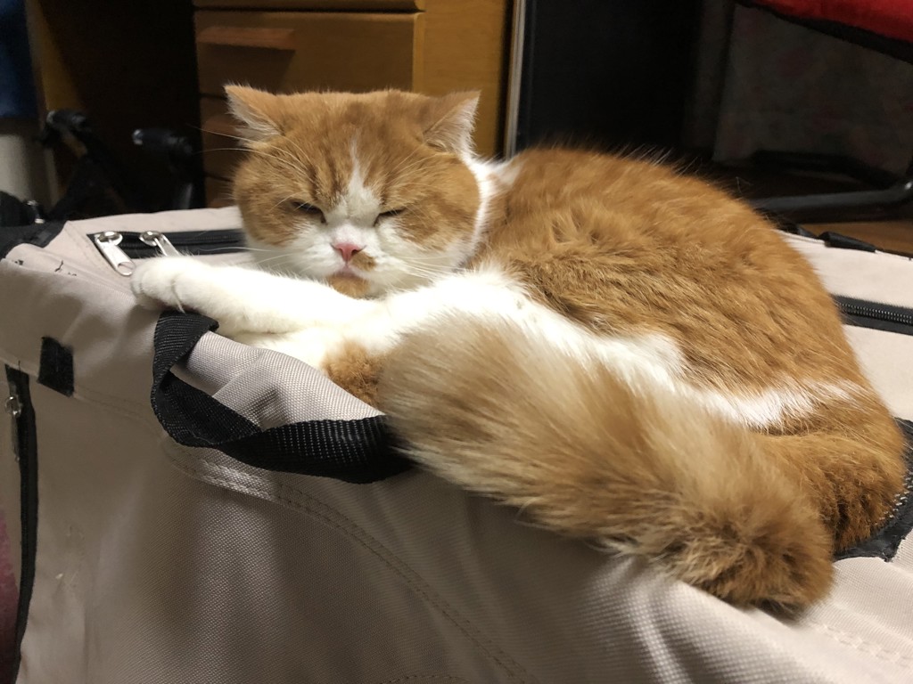 あさこ