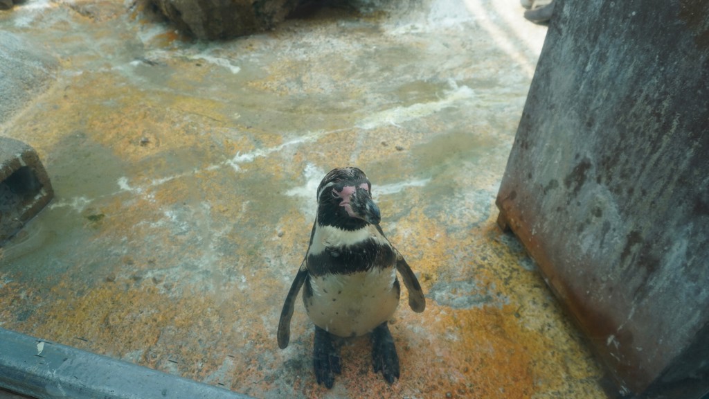 ヤマ