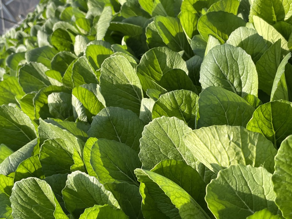 令和の野菜屋