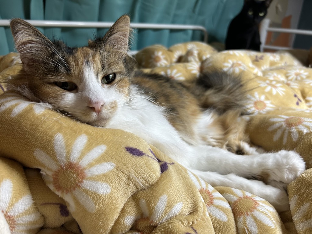 なこ
