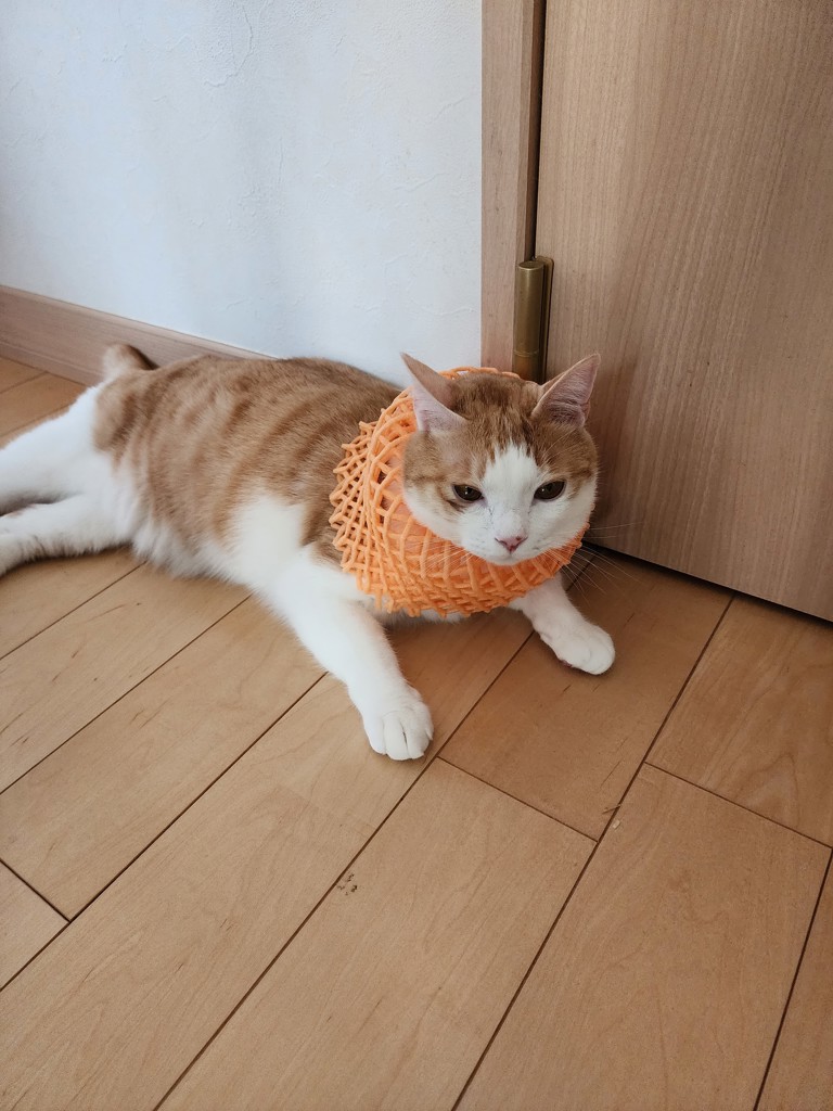 ぶち