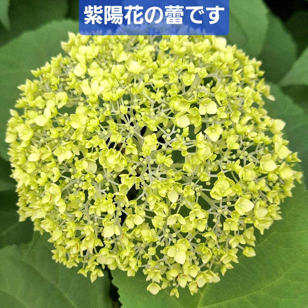 わいん