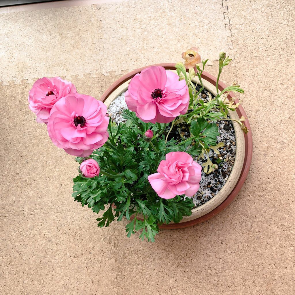 モネ