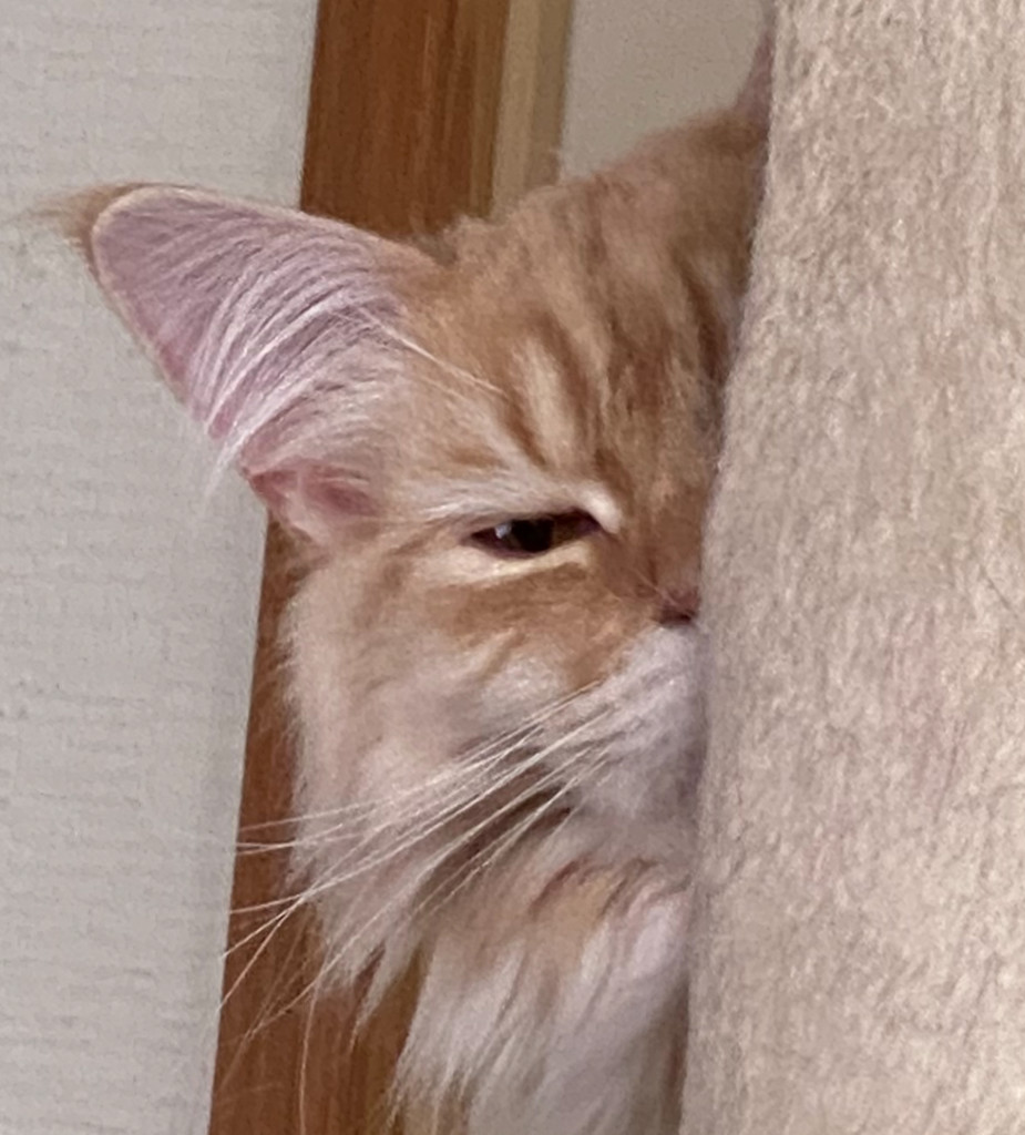 ムク丸