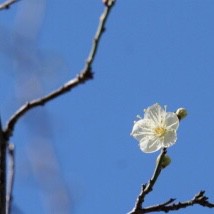 アイアイアール