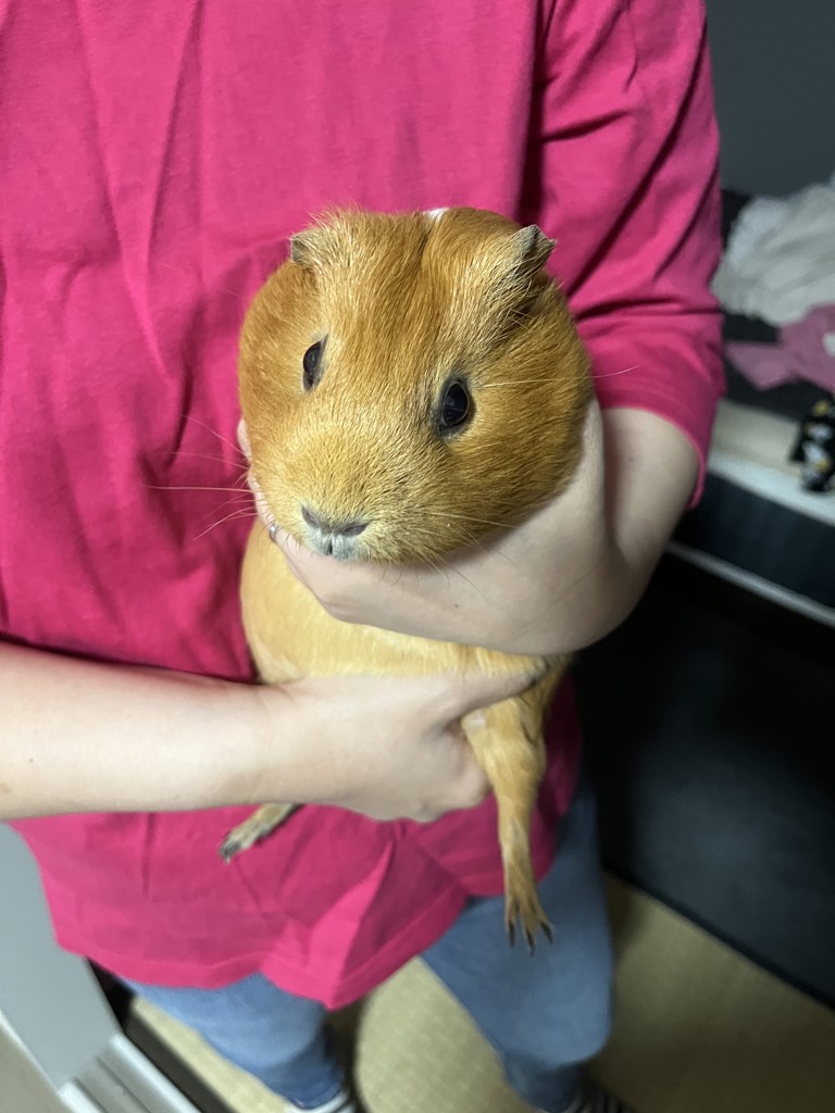 らつを