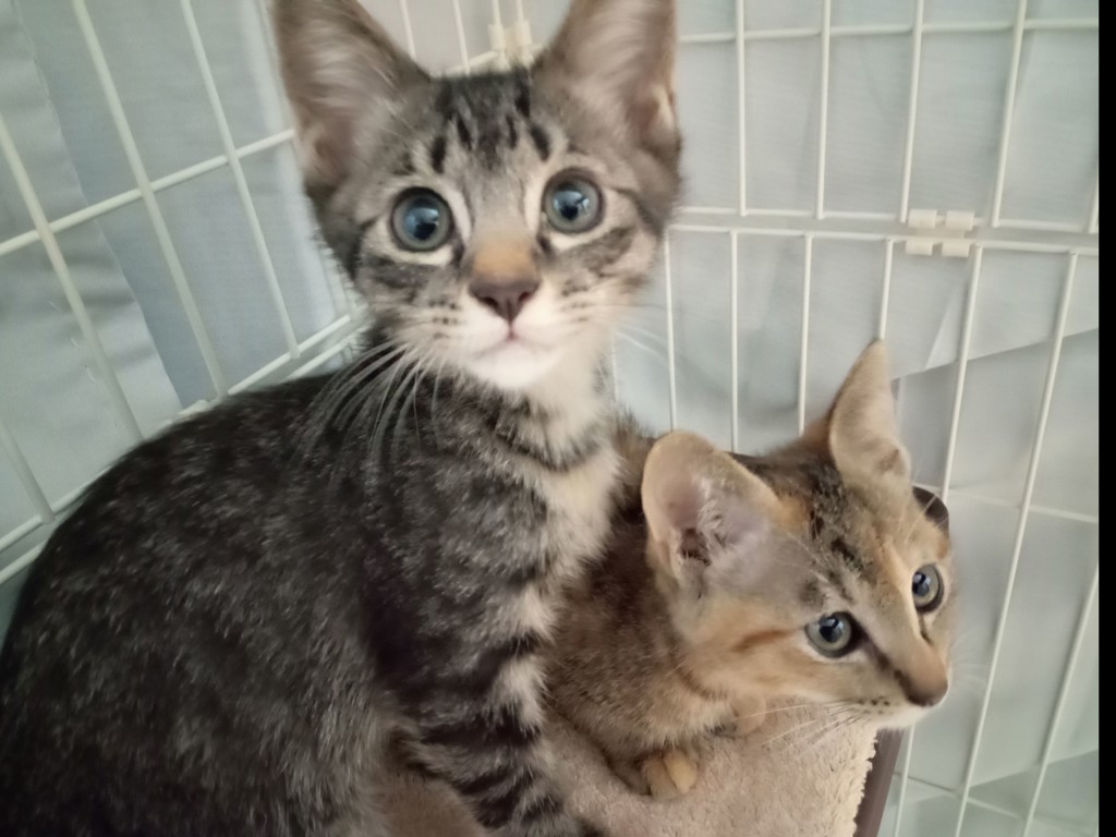 うさぎ